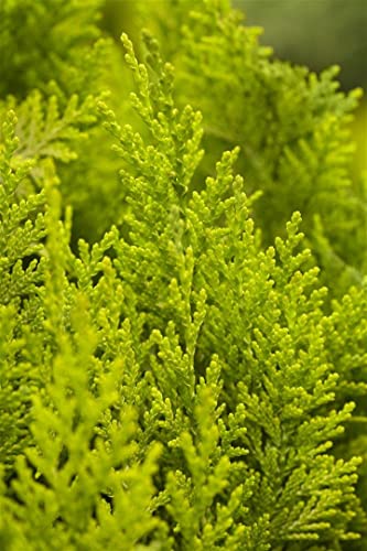 Chamaecyparis lawsoniana 'Ivonne' 15–20 cm – Winterhart, Immergrün, Pflegeleicht – Gelbe Scheinzypresse – Heckenpflanze für Garten & Sichtschutz