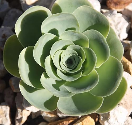 15 Seeds Aeonium Greenovia Aurea Mountain Rose Seeds, Rare Succulent
