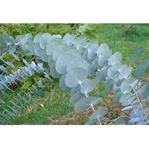 Baby Blue Eucalyptus Tree-10+ Seeds