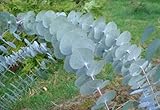 Baby Blue Eucalyptus Tree-25+ Seeds