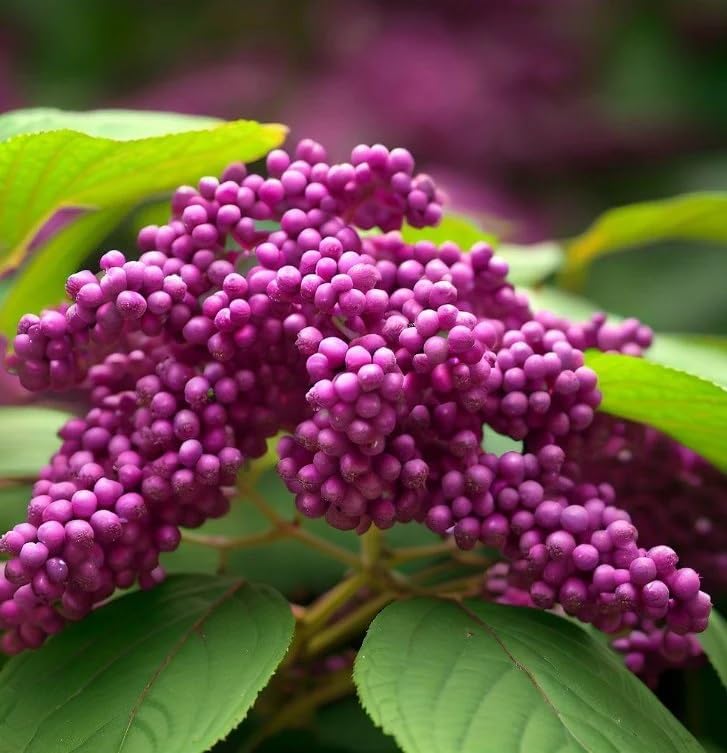 Callicarpa Americana c.s. (American Beautybush, Beautybush) Shrub Seeds, Purplish-Pink Flowers, Attractive Appearance, Seeds by MySeeds.Co, You Choose The Amount (0.5 oz)