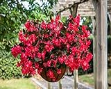 Nouvelles graines de fleurs de bégonia fraîches 100 pièces