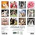 Willow Creek Press, Chihuahua Rules 2026 Mini Wall Calendar, 7'' X 7'', 18-Month Calendar with Stapled Binding