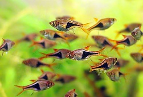 WorldwideTropicals Live Freshwater Aquarium Fish - (5) 1" Harlequin Rasboras - 5-Pack 1" Trigonostigma heteromorpha - by Live Tropical…