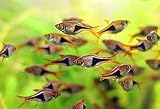 WorldwideTropicals Live Freshwater Aquarium Fish - (5) 1' Harlequin Rasboras - 5-Pack 1' Trigonostigma heteromorpha - by Live Tropical Fish - Great For Aquariums - Populate Your Fish Tank!
