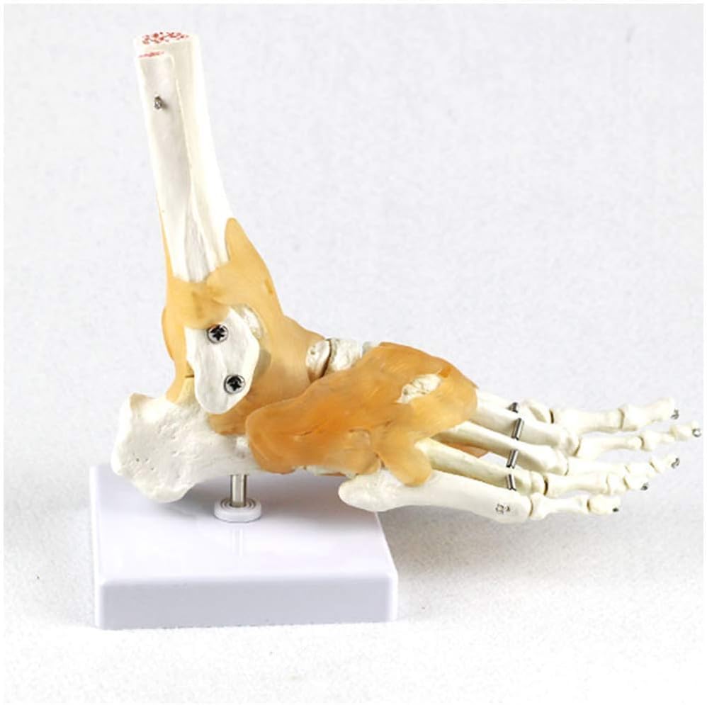 Image of 6 pcs /Set Anatomy Models Human Shoulder Elbow Hip Knee Hand Foot Joint Bone Models Human Joint Anatomy Model Science Models Human Body Six Major Joint Models Joint Series Model