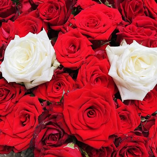 世界中に張り巡らされてる運命の赤い糸を全部切って僕に繋いで!?