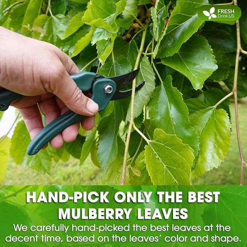 Image of FreshDrinkUS, Premium 8oz Mulberry Leaf Powder, Mulberry Leaf Matcha, 100% Natural and Pure, Perfect for Tea, Smoothies, Baked Goods, Natural Food Coloring, No Additives, No Gluten, No Sugar, Vegan
