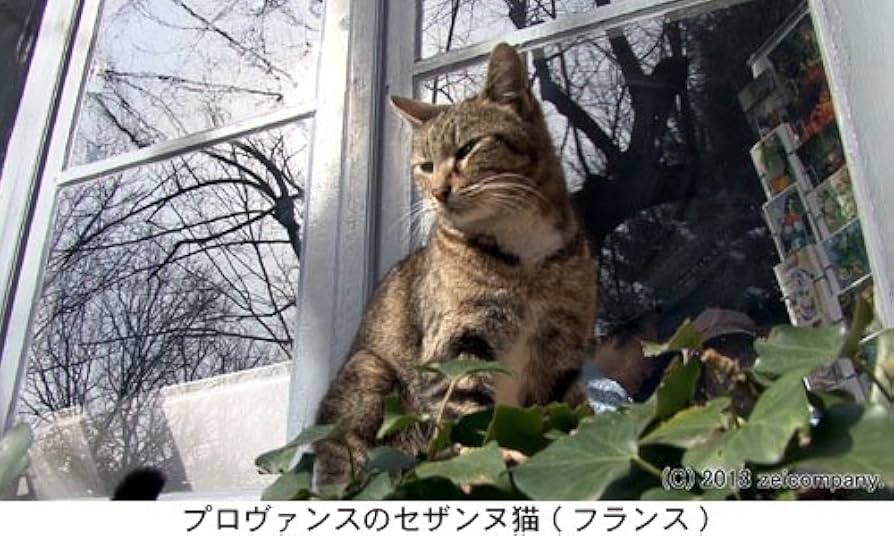 地中海・猫たちのクロニクル(Blu-ray Disc) Amazon.co.jp: 地中海・猫たちのクロニクル(Blu-ray Disc) : DVD