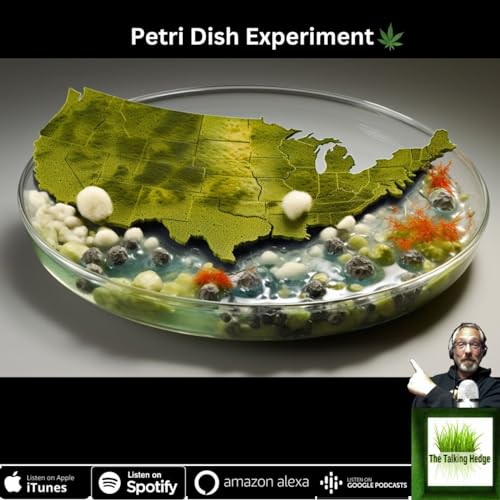 This State Will Determine the Cannabis Industry's Success