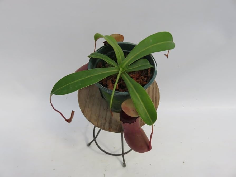 食虫植物 N.ventricosa (Quezon Prov.) Nepenthes ventricosa
