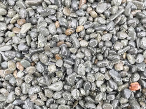 VRIDNʍiVRj 1kg 4TCY(12mm`40mm܂Łj ǎ̐Fœ{뉀⎺ɂ (1, 3)