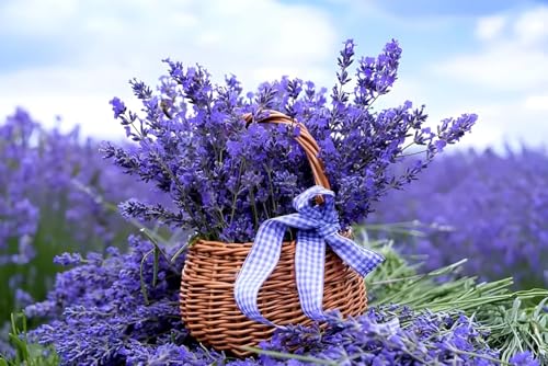 Rare & Beautiful Lavender Live Plant | Healthy Flowering Lavender Plant for Home Garden | Indoor Outdoor Rooftop Balcony Gardening | Aromatic Herbal Plant | Pack of 1 in Grow Bag