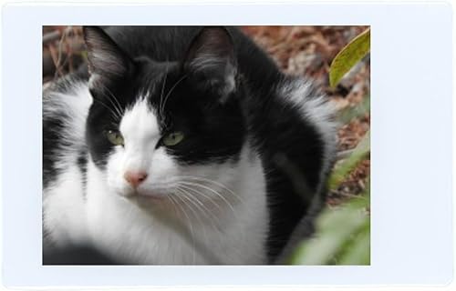 フジフイルム Instax Mini インスタント フィルム (ツイン パック 3 枚 合計 60 枚)