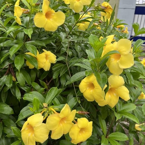 Semi di oleandro, resistenti all'esterno Nerium oleandro Le sono resistenti da giardino semi di erboristiche 50pcs