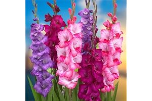 Very Berry Gladiolus Mix Bulbs for Stunning Spring Blooms 2024