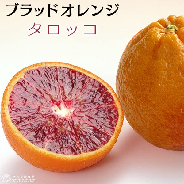 4年生　ブラッドオレンジ接木苗／タロッコ　樹高110cm 現品のお届け tarokko-01.jpg