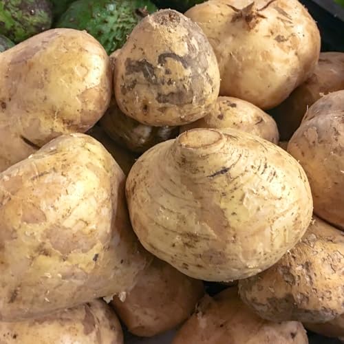 30 Jicama Vegetable Seeds, Easy Grow, Warm Season Garden Plant