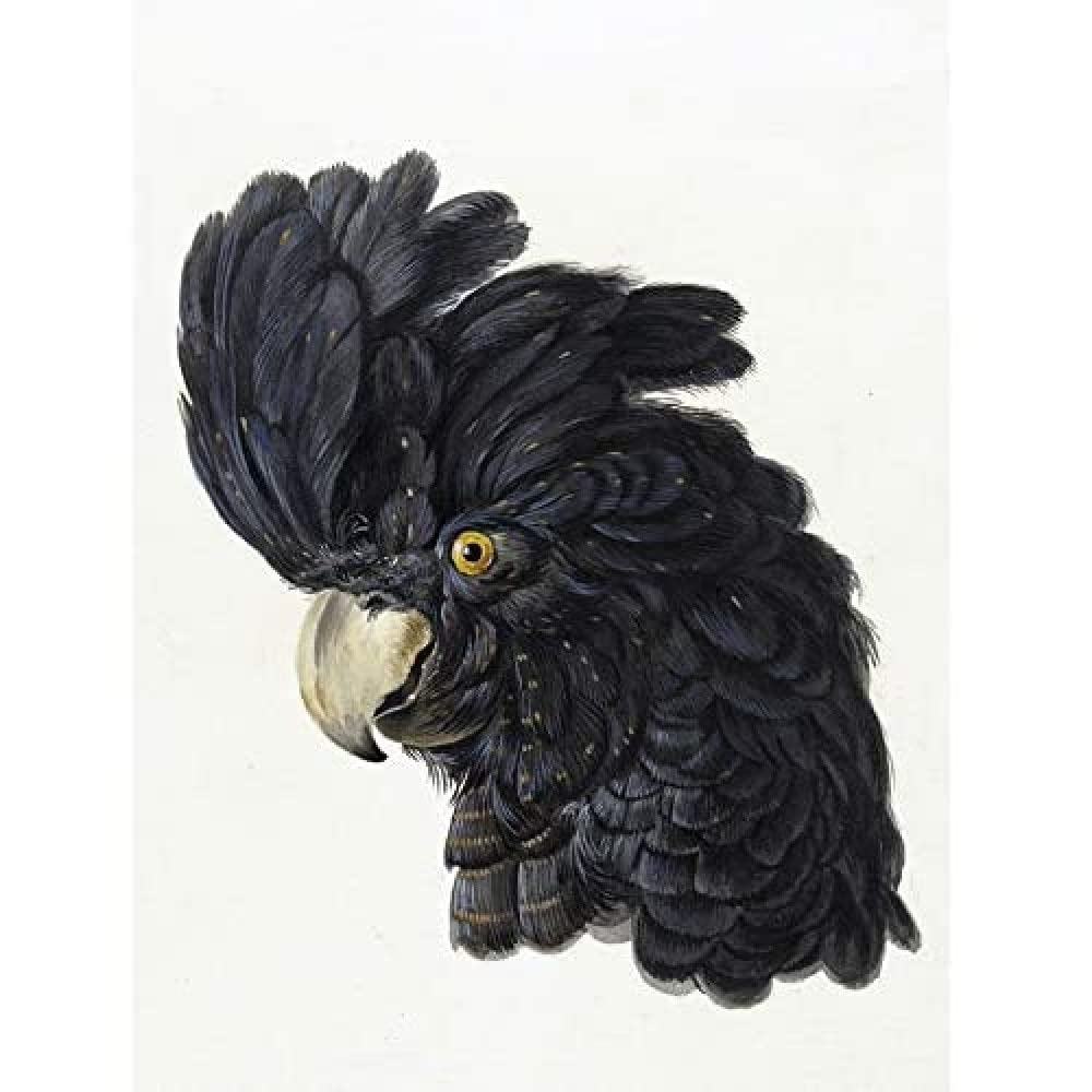 Artery8 Schouman Head Cockatoo Parrot Bird Drawing Unframed Wall Art Print Poster Home Decor Premium
