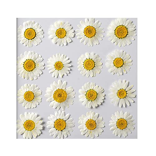 50pcs Natural Dried Daisy Flower, Vacuum Packaging, Pressed Flower for House Decoration, Jewelry Making, Phone case Decoration (White)