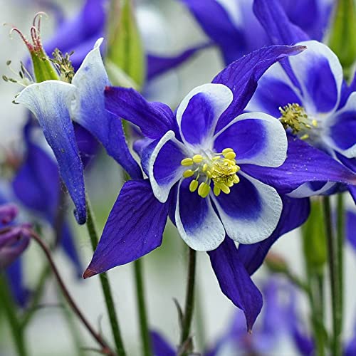 1500 Pcs Mixed Columbine Seeds For Planting Non-Gmo Flower Seeds For Home Garden Decor Easy To Plant #TOP4