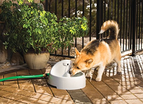 PetSafe-Drinkwell-Everflow-IndoorOutdoor-Dog-and-Cat-Water-Fountain-Pet-Drinking-Fountain-192-oz-Water-Capacity-Gray Outdoor Dog and Cat Water Fountain