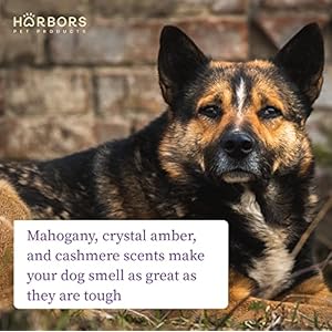 Harbors bad dog cologne  friday night   cucciolini doodles