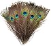 Natural Peacock Feathers 10"-12" (50) Wedding Christmas Halloween Décor by Blisstime