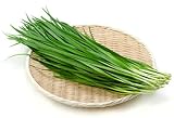 2026 Early Bird-Garlic Chive Seeds for Planting. Heirloom,Non-GMO.Vegetable Seeds for Planting, Herb Seed for Home Herb Garden or Indoor Garden,Hydroponic Pods Plant Seeds-韭菜Chinese Chive Seed,1g