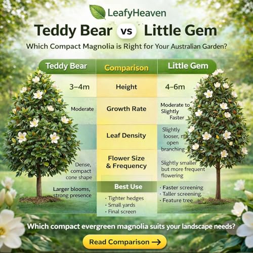 Teddy Bear Magnolia vs Little Gem: Which One Is Better?