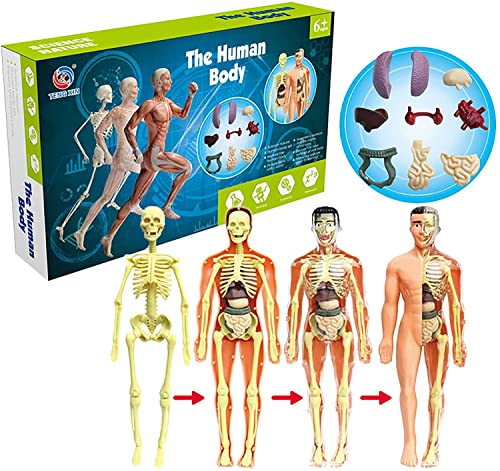 human skeleton models