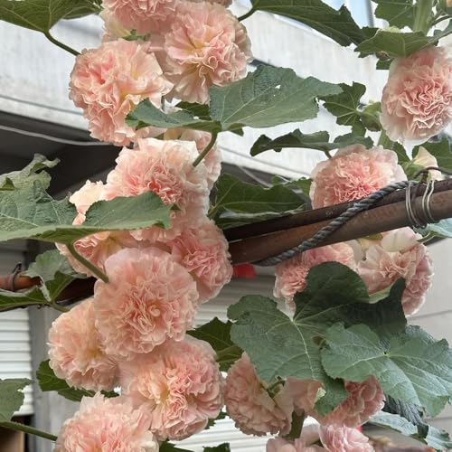 semi di malvarosa ornamentali decorazione malvarosa decorativi resistenti balcone semi di perenni resistenti all'esterno 60pcs