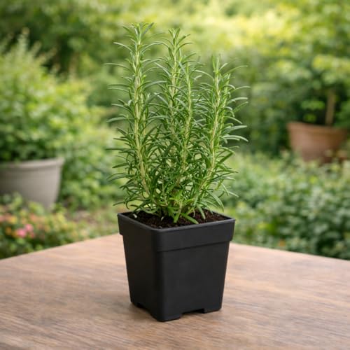 UGAO BHARAT Rosemary Live Plant - Image 4