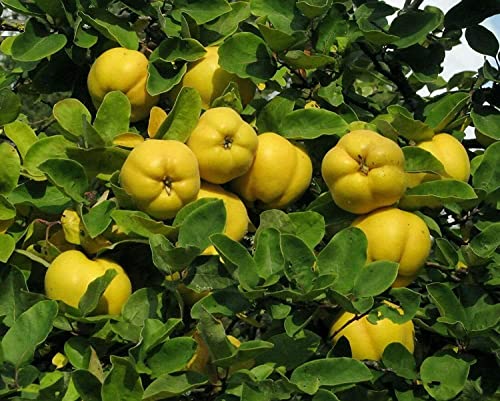 Quitte Cydonia oblonga Pflanze 70-80cm Quittenbaum echte Quitte Obstbaum Rarität
