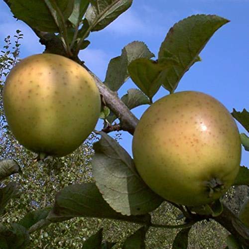 Winterapfel Golden Delicious Busch saftig aromatisch kleinbleibend lange Lagerfähig