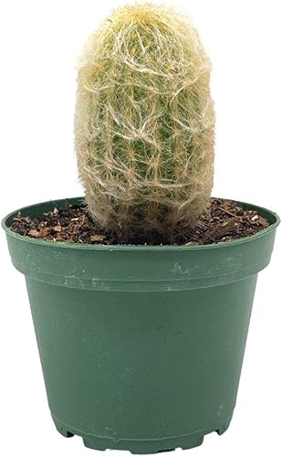 Miniatura 7 de BubbleBlooms Antorcha de plata Cactus en una olla de 4 pulgadas Cleistocactus strausii Snow Pole Wooly