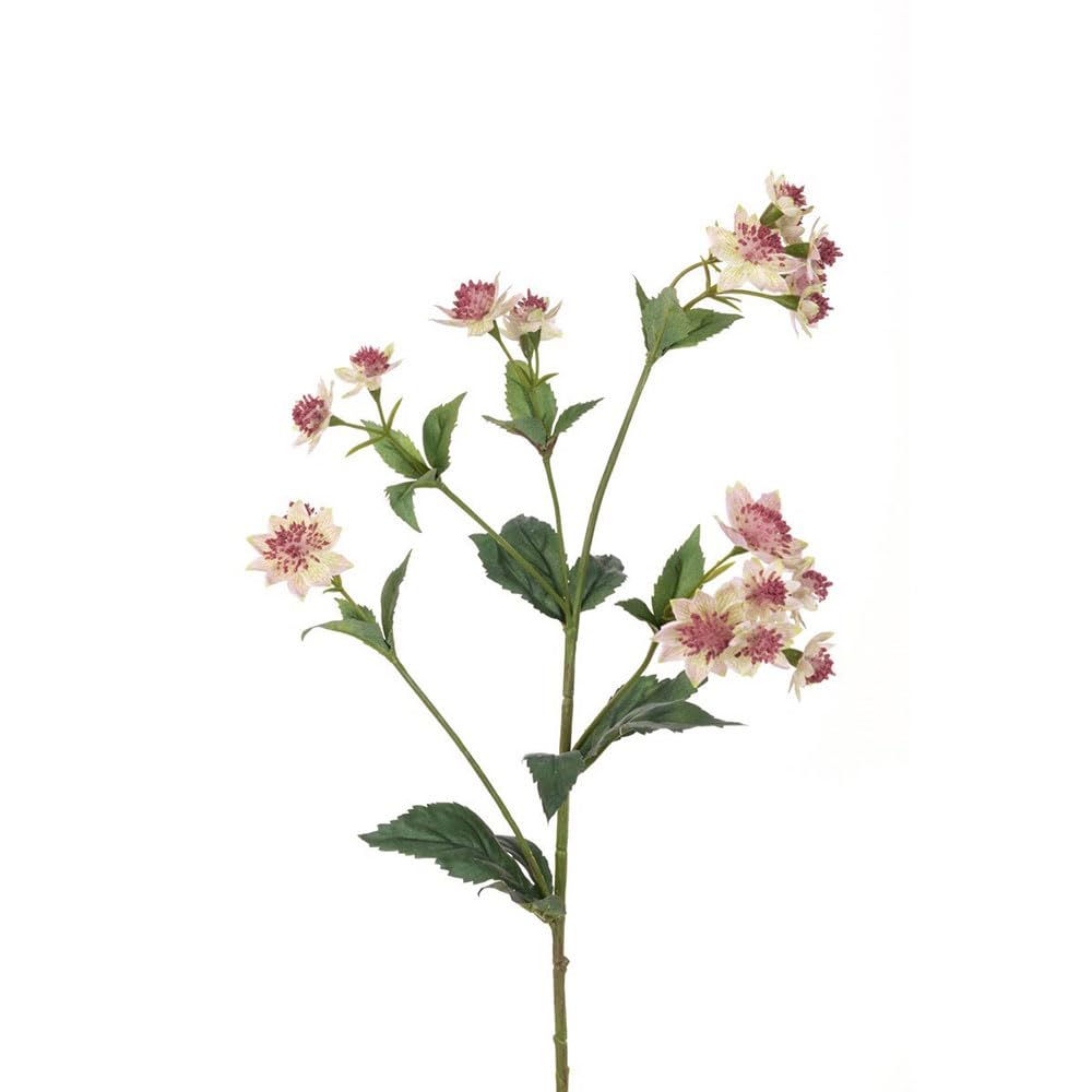 Floristrywarehouse Pink Eco Sustainably Produced Faux Silk Astrantia Stem 77Cm/30 Inches Tall Cream