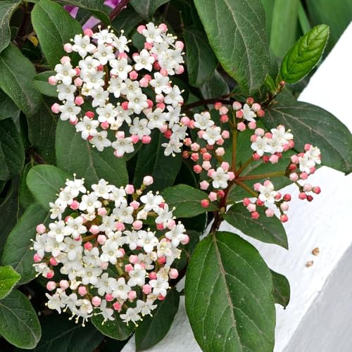semillas de bola de nieve, bola de nieve de invierno verdes, decoración de jardín al aire libre, hortensia trepadora de interior 220pcs