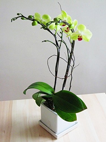 Graines d'orchidées miniatures Orchidée Phalaenopsis Graines de fleurs de bonsaï en pot Plante d'intérieur Orchidée rare en pot pour jardin miniature Paquet de 500 graines