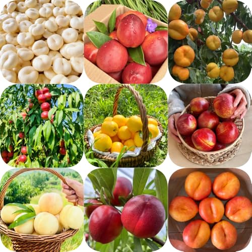 Semillas de nectarina, jardín de resistentes para el jardín regalos para jardineros enanos balcón comprar 18pcs
