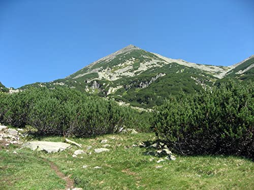 30 Graines de Pin de Montagne (Pinus Mugo) - Conifère Persistant Compact Résistant au Froid