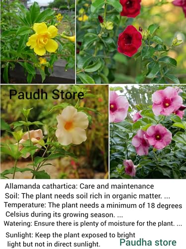 Generic Red Allamanda Climber Flower Live Plant, Pack of 1 - Image 7