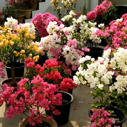 Dwarf Bougainvillea Plant (Colour) (B0CXTLH1Y3) Amazon Price History, Amazon Price Tracker