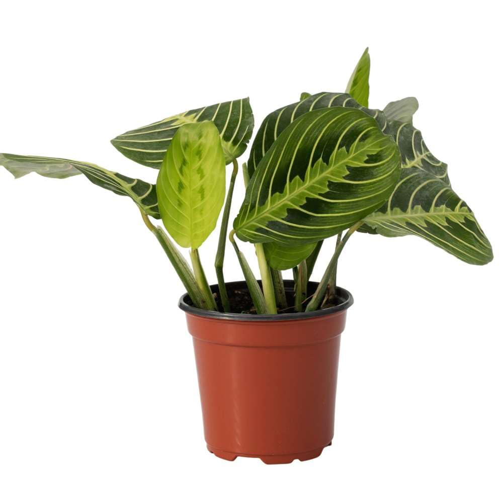 Thirsty Leaves Maranta Lemon Lime