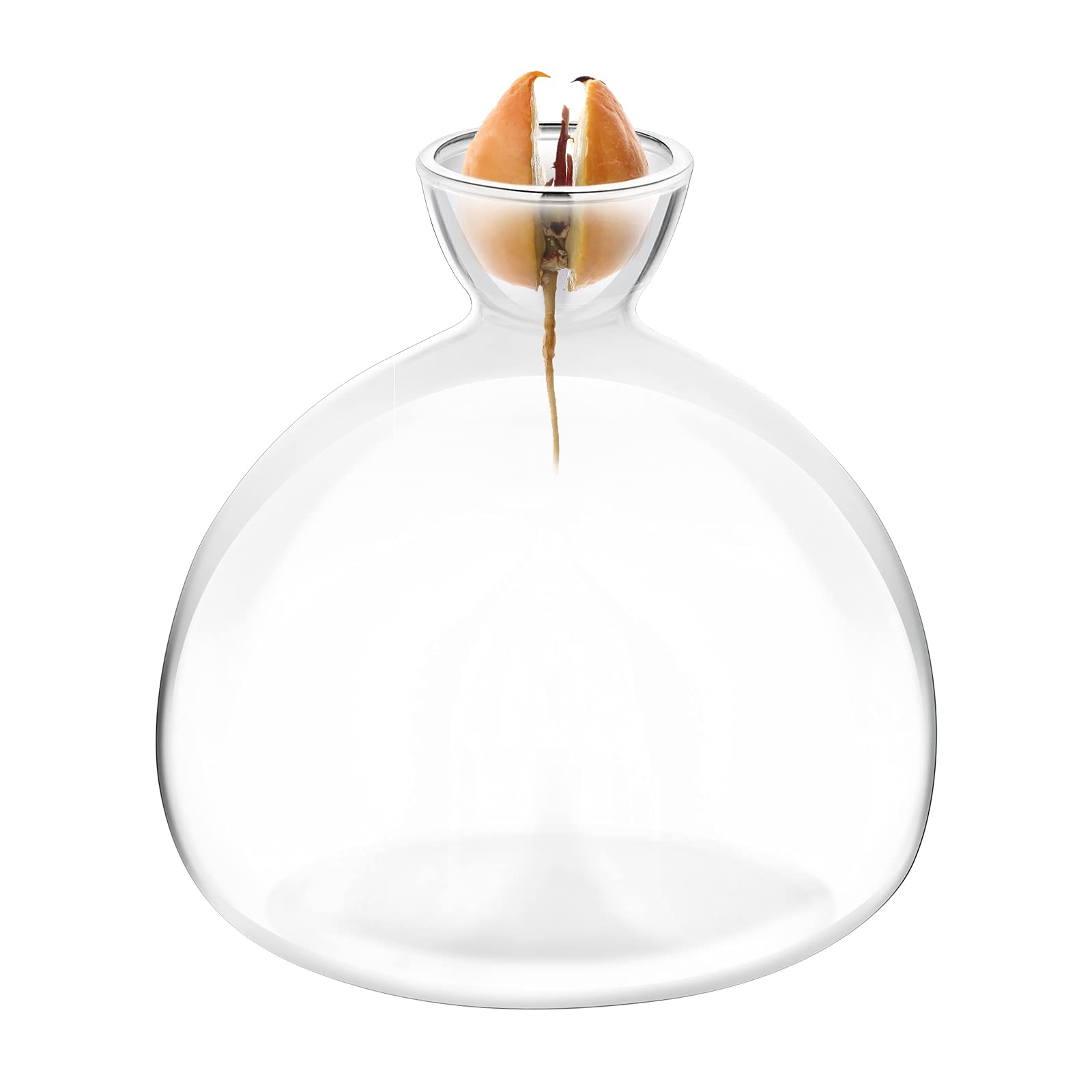 Kit de Culture d'Avocat Vases en Verre - Démarrage de Graines d'Avocat - Cadeaux de Jardinage