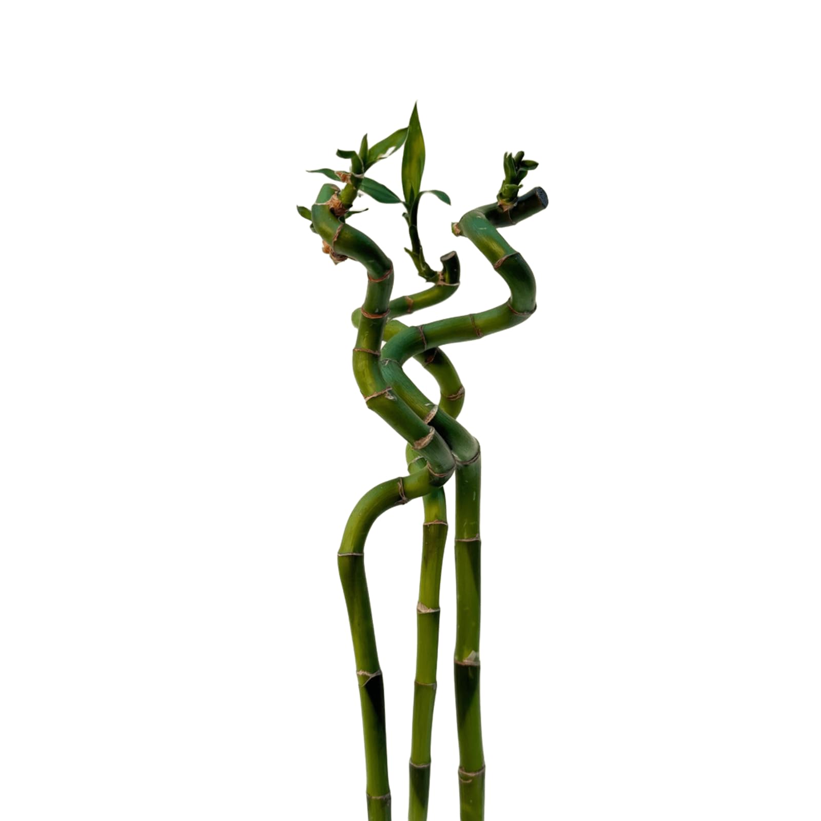 VANDAS Lucky Bamboo – Dracaena Sanderiana | Bamboo della Fortuna | Pianta Ornamentale Coltivabile in Acqua | Vari Steli e Altezze (3, 60 Cm)