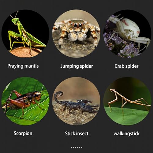 Boîte d'éclosion reptiles transparente avec récipient d'alimentation - 8