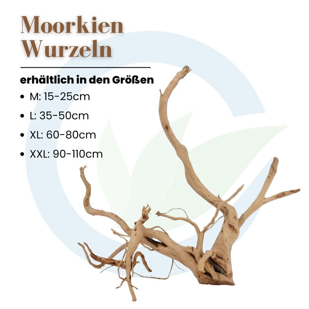 AquaOne Aquarium Wurzel XXL 90-110 cm - 1 Stück - Filigrane Moorkienwurzel für Aquascaping, Naturdeko & Aufsitzerpflanzen - Handverlesenes Unikat für Süßwasseraquarien