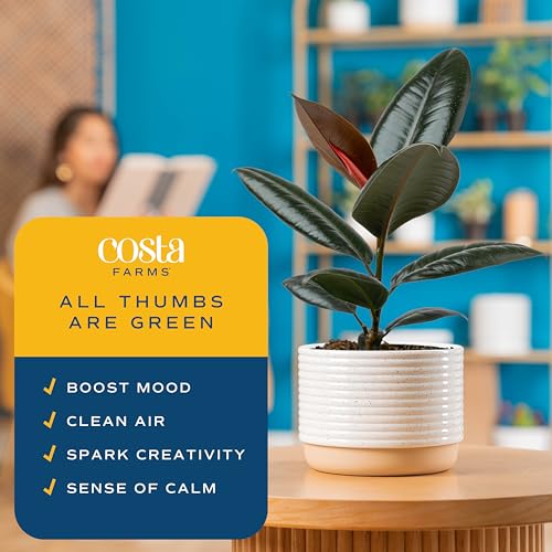 Image of Costa Farms Burgundy Rubber Ficus Live Plant in Decorative Pot, Indoor Houseplant, Perfect for Home, Room, or Office Decor, Great House Warming or Birthday Gift, 12-18 Inches Tall