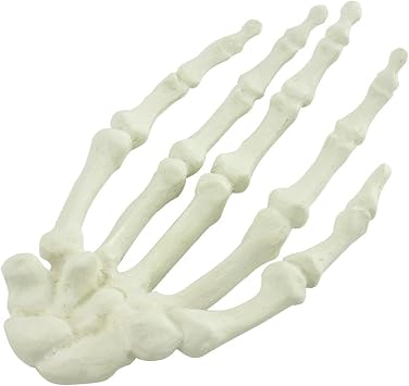Hand Joint Model, Natural Size Human Hand Bone Model, Eductaional Model Foot Skeleton Anatomical Model, Human Medical Hand Bone Model For Medical Science